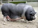 Vietnamese Potbelly | Pig | Pig Breeds